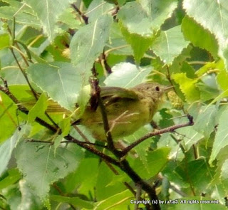 Common Yellowthroat Juvenile