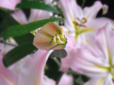 Lilium