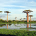 Baobá de Madagascar (Adansonia grandidieri)