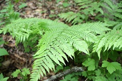 fern