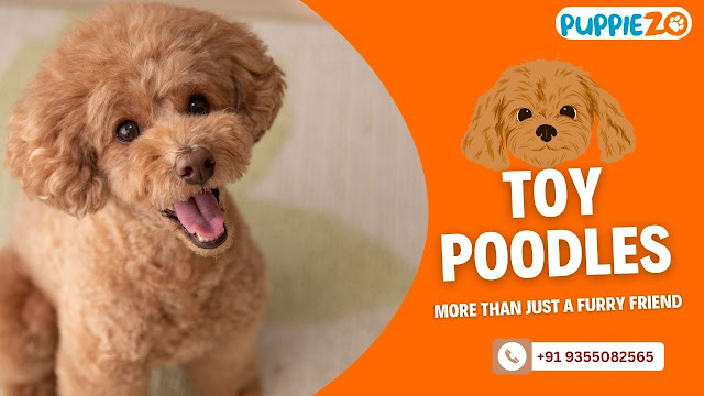 Toy Poodles Price in India