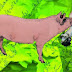 Trüffelschwein trifft Elefanten