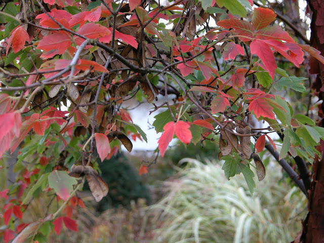 Acer, Erable cannelle, Sapindaceae, Petit arbre, couleur d'automne,Ecorce,feuillage d'automne