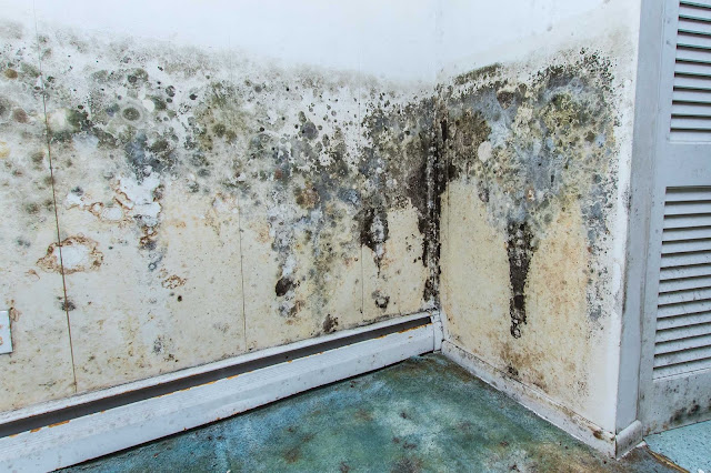 mould-removal-in-brisbane