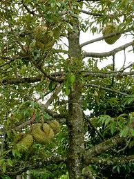 TAMAN SAINS: Tumbuhan berkayu