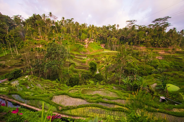 Risaie di Tegalagang-Bali