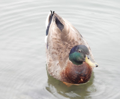 綠頭鴨雄鳥