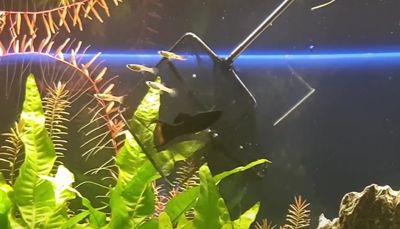 Endler Guppy