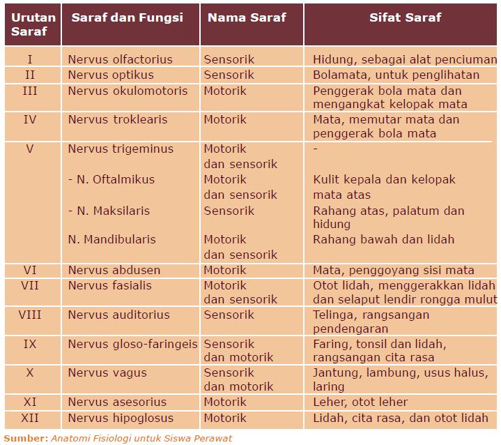 Susunan Sistem Saraf Tepi Perifer Berpendidikan Com