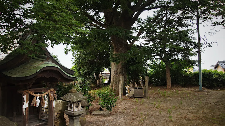 鳥取県西部のサイノカミ、東八幡八幡神社のエノキ