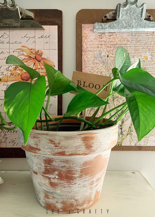 Pothos house plant in distressed clay pot.