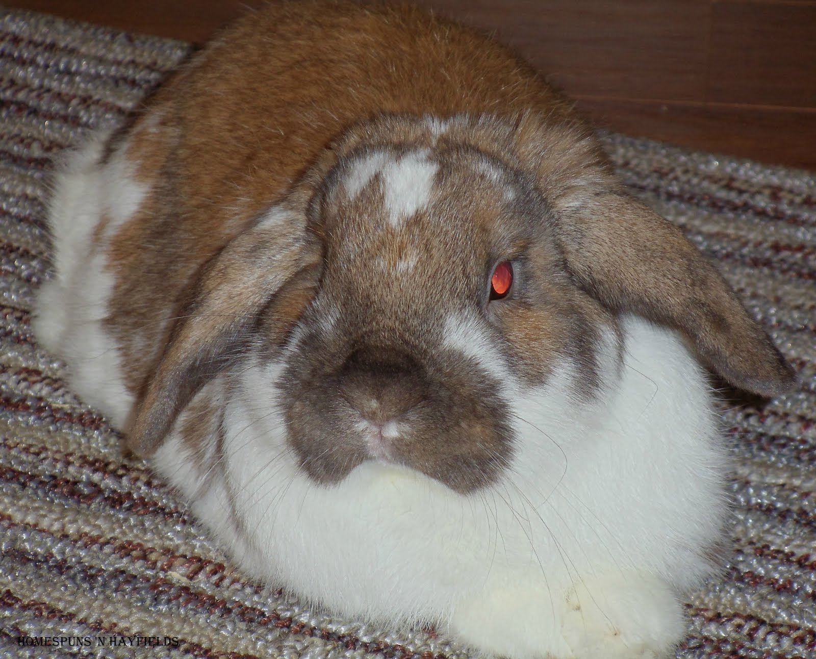 Copper aka Mr. Bunny