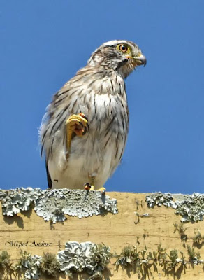 Halconcito gris Spiziapteryx circumcinctus