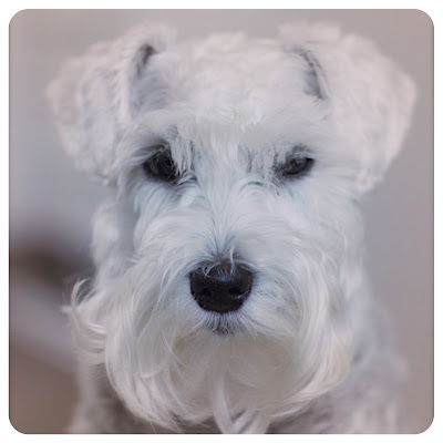 foto Leica Pulla schnauzer