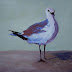 Mr. Seagull, Contemporary Animal Paintings by Arizona Artist Amy Whitehouse