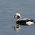 Long--Tailed Duck !!!!!!!!!