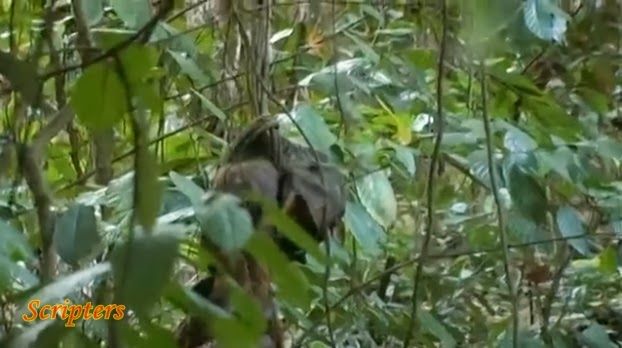 Video Mayat Ditemui Dengan Kepala Tergantung Di Pokok 