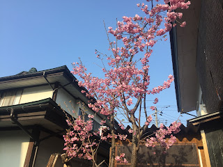 ピンク色の桜