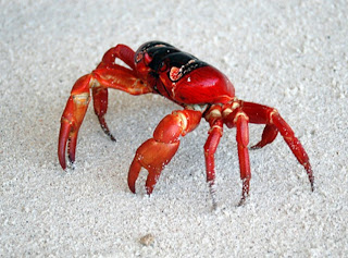 red crab