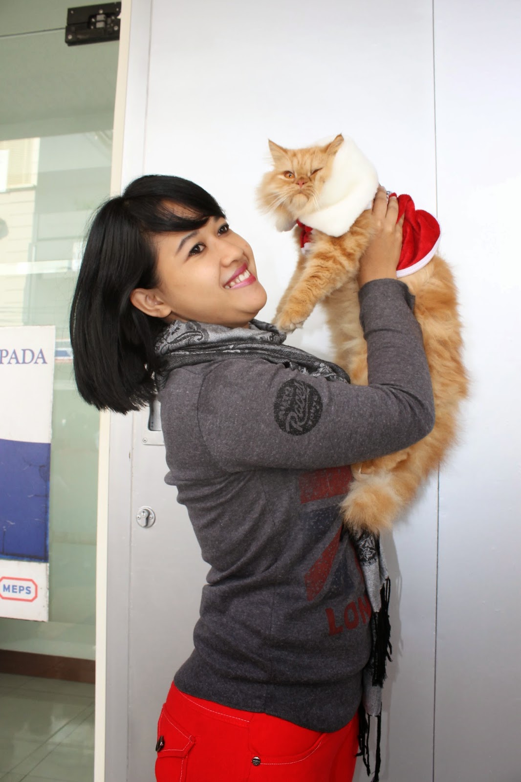 Kucing Persia Semakin Pesek Semakin Seksi Seputar Tasikmalaya