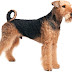 Airedale Terrier