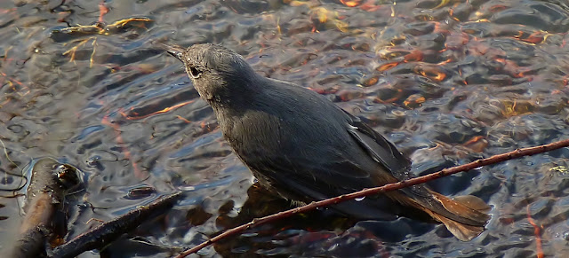 Colirrojo tizón ( Phoenicurus ochruros )