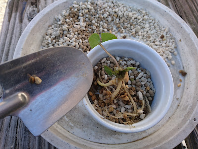 用土　植え付け