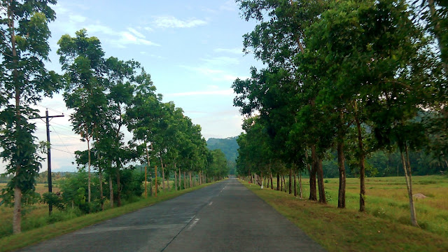 wonderful tree-lined highway at Paniman, Saint Bernard Southern Leyte