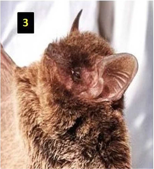 The occurence of the least pipistrelle Bat, Pipistrellus tenuis (Temminck, 1840) (Chiroptera: Vespertilionidae) in Goalpara District, Assam, India