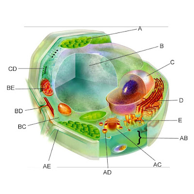  ialah sel eukariotik yg mempunyai dinding sel 2 Gambar Sel Tumbuhan Beserta Penjelasan Bagian-Bagian