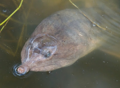 Florida Softshell Turtle (Apalone ferox)