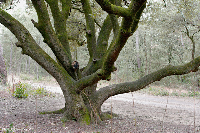 arbres remarquables chêne Bollène