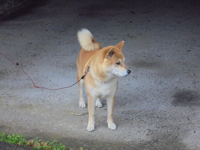 赤松集落の民家の車庫の犬