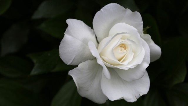 mawar-putih
