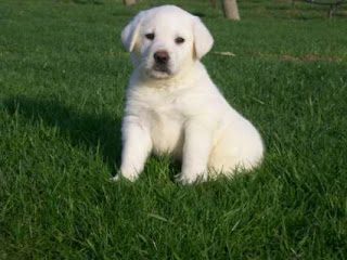 White Labrador Puppies