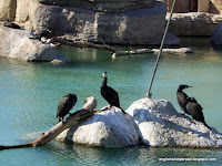 Cormorants at the Oceanografic, Valencia