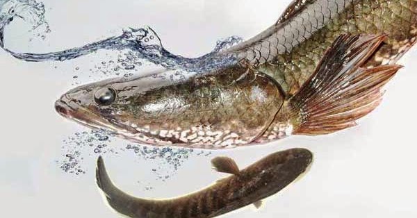  Ikan  Gabus  Sebagai Bahan Olahan Makanan