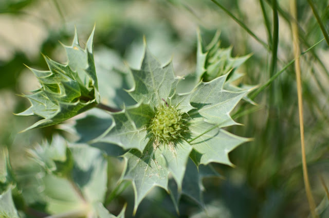 Côte d'Opale - dunes