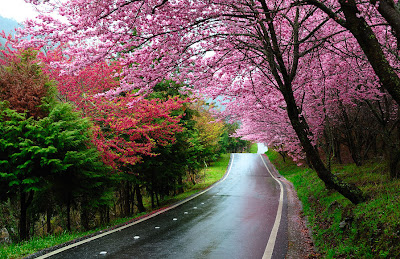 Los colores del otoño en Japón - Autumn colors in Japan