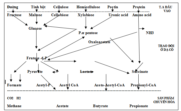  Sơ đồ 1: Sự lên men carbohydrate trong dạ cỏ (dẫn theo RAGFAR, 2007)