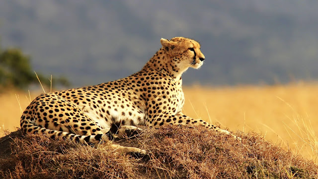 Cheetah