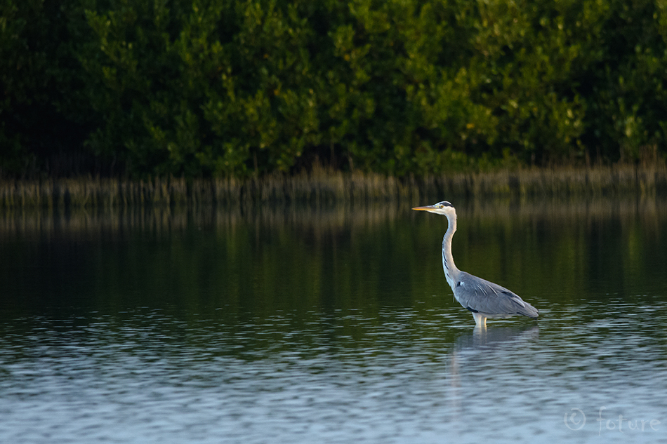 Hallhaigur, Ardea cinerea jouyi, Grey Heron, haigur