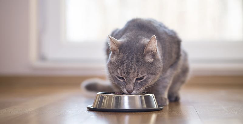  Les croquettes spécial races pour chat