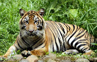 Trend Gambar Harimau Mudah