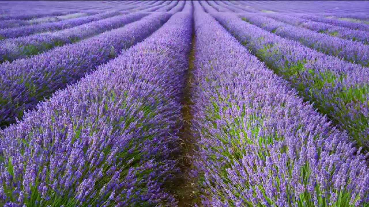  Gambar  Bunga  Lavender  Yang Sangat Indah Kumpulan Gambar 