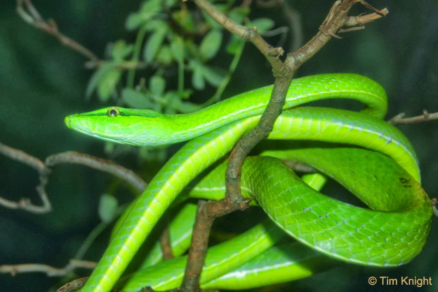 Amazing World &amp; Fun: Vine Snake