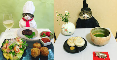 Maro el gato cosplay chef que come y se viste mejor que tú