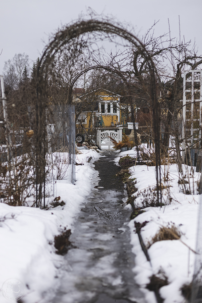 siirtolapuutarha mökkipolku köynnöskaari