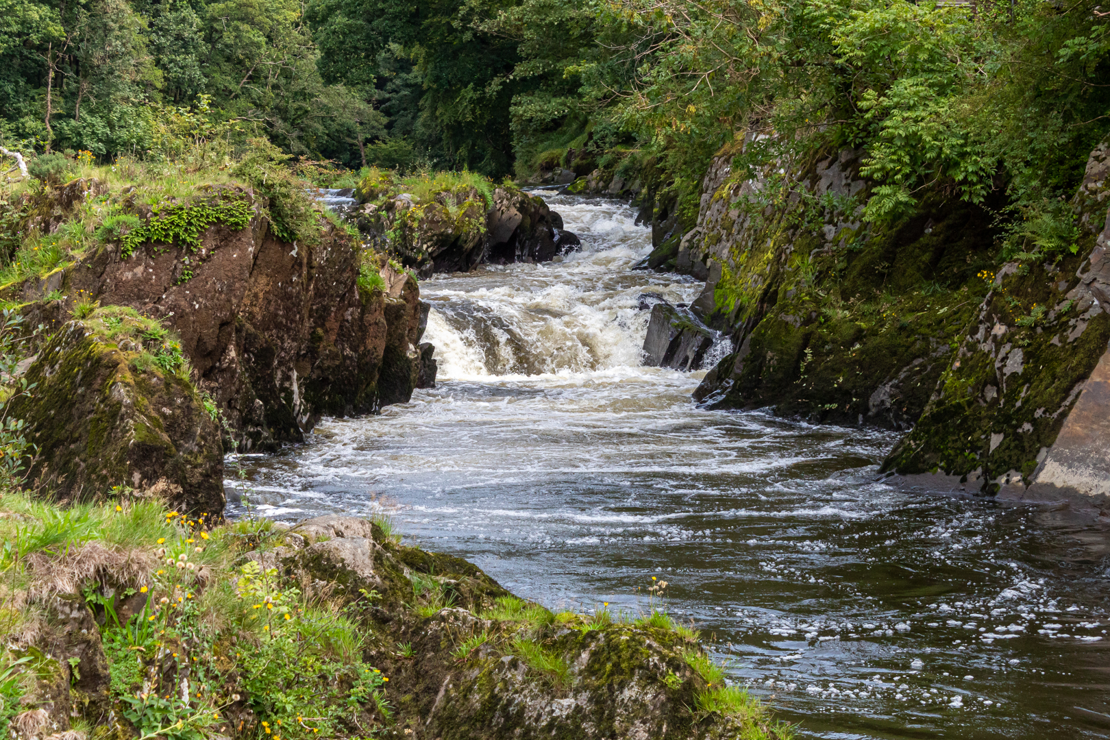 Cenarth Falls