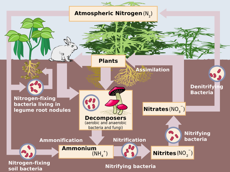 The Value of Nitrogen Air pollution Outweighs Any Advantages in
Elevated Meals Manufacturing